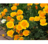 Ешшольція Каліфорнійська "Жовта Королева" (40 шт.) / Eschscholzia Californica Yellow Queen